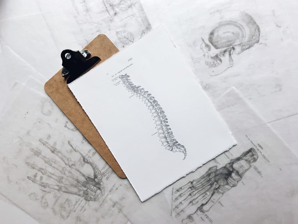 Image of spine, which symbolises the Profession Chiropractor