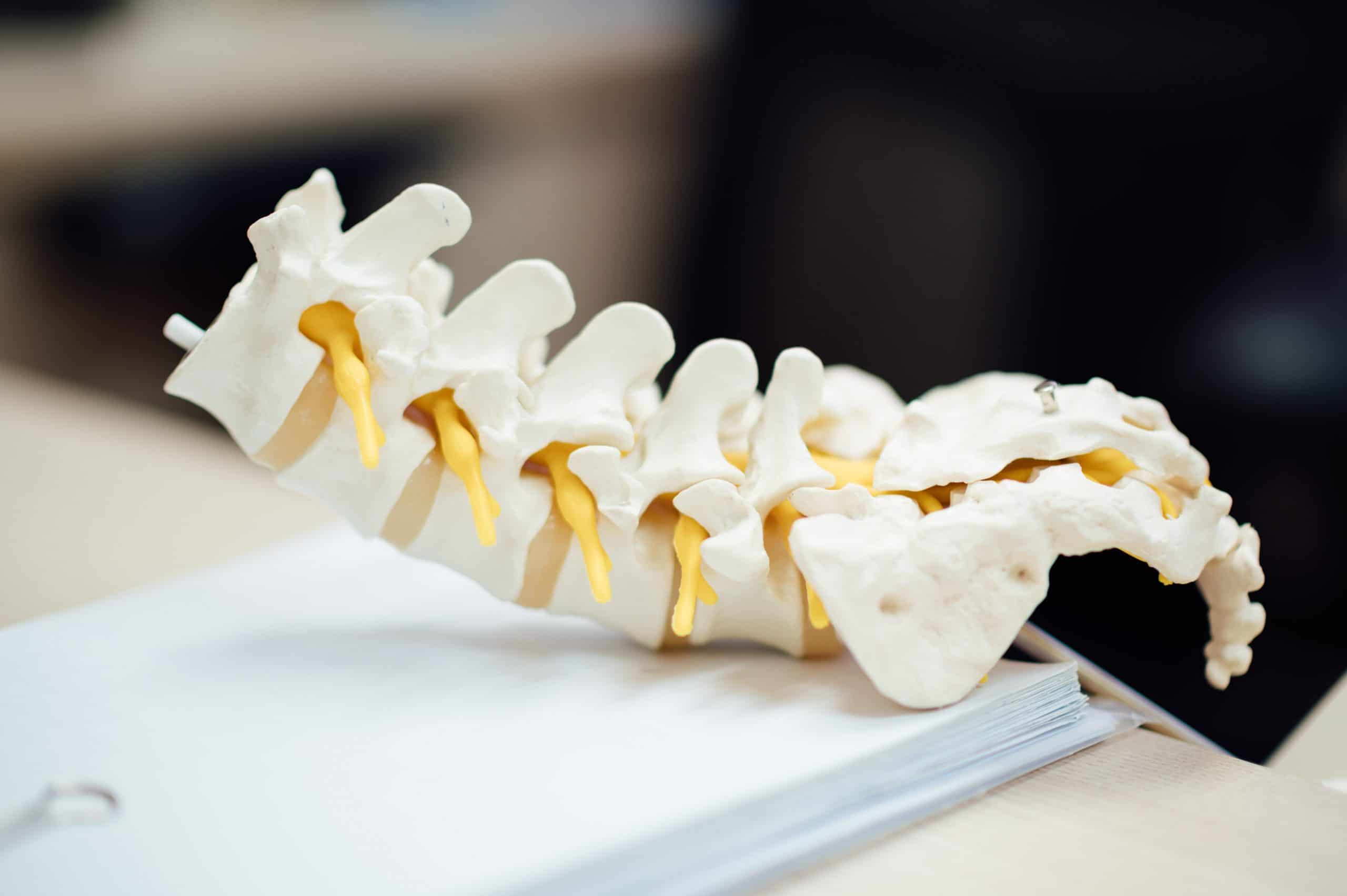 Facts about your spine